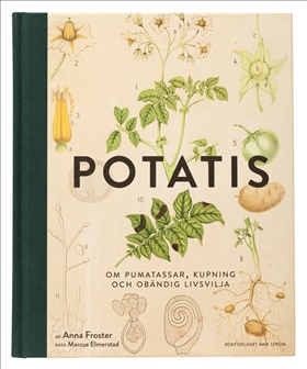 Potatis
