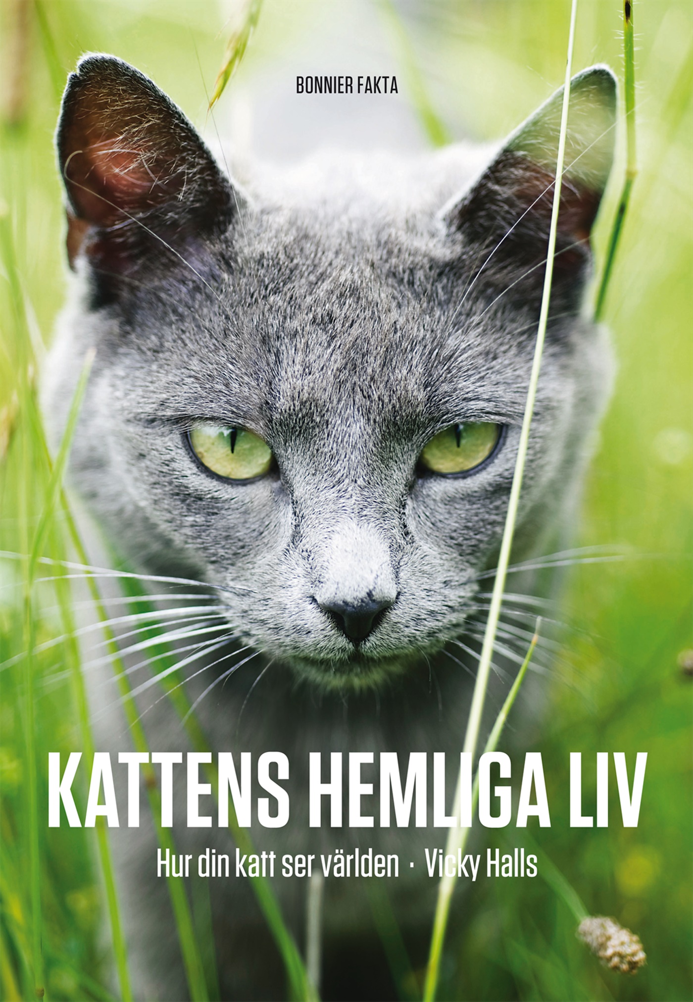 Omslag: Kattens hemliga liv : hur din katt ser på världen