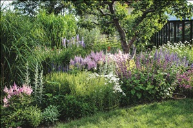 Rätt växt på rätt plats