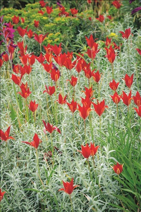 Rätt växt på rätt plats